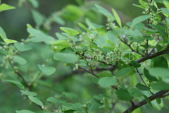 Securinega leucopyrus